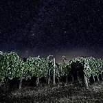 Moon - Tiny House From Callin Wines